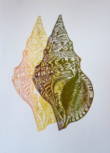 Macula (1)